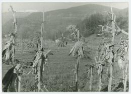 1976 Cima del Matajur e mulino in lontananza